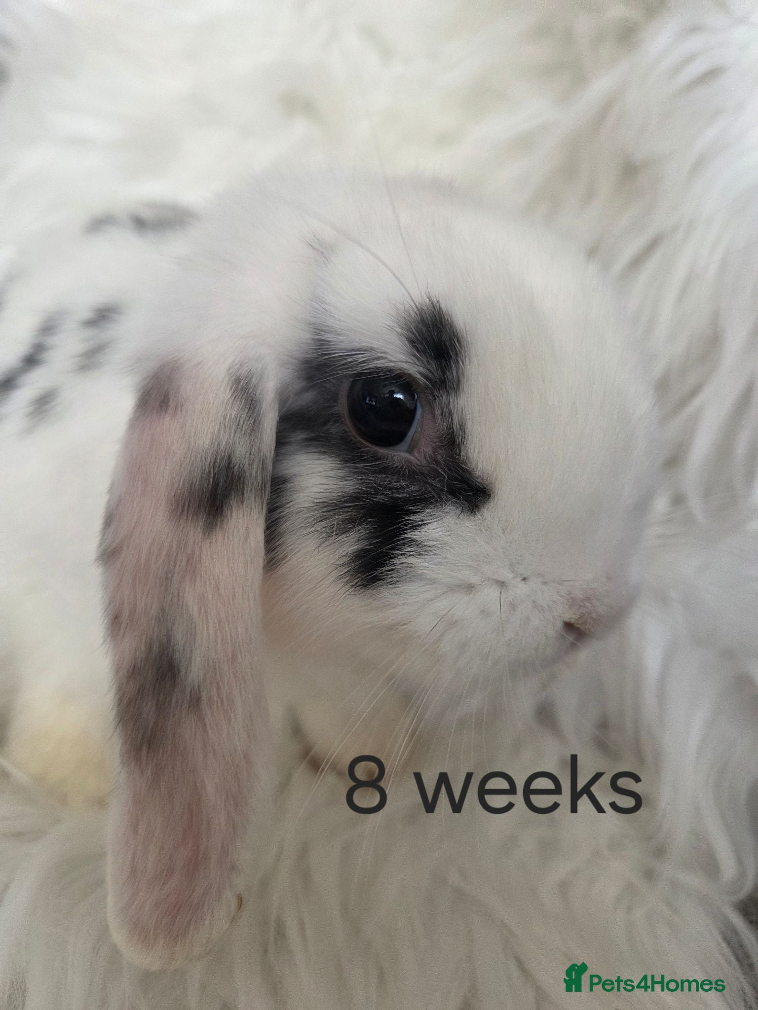 Mini Lop rabbits  ONLY TWO GIRLS AVAILABLE .  - Advert 1
