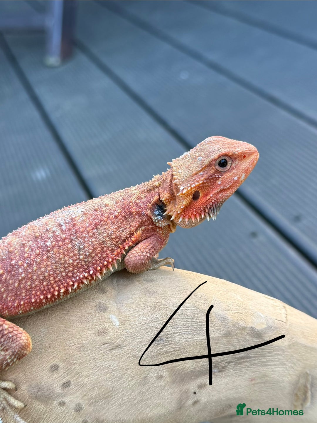 Bearded Dragon reptiles for sale: Bearded Dragon Red Monster Gene - Advert 2