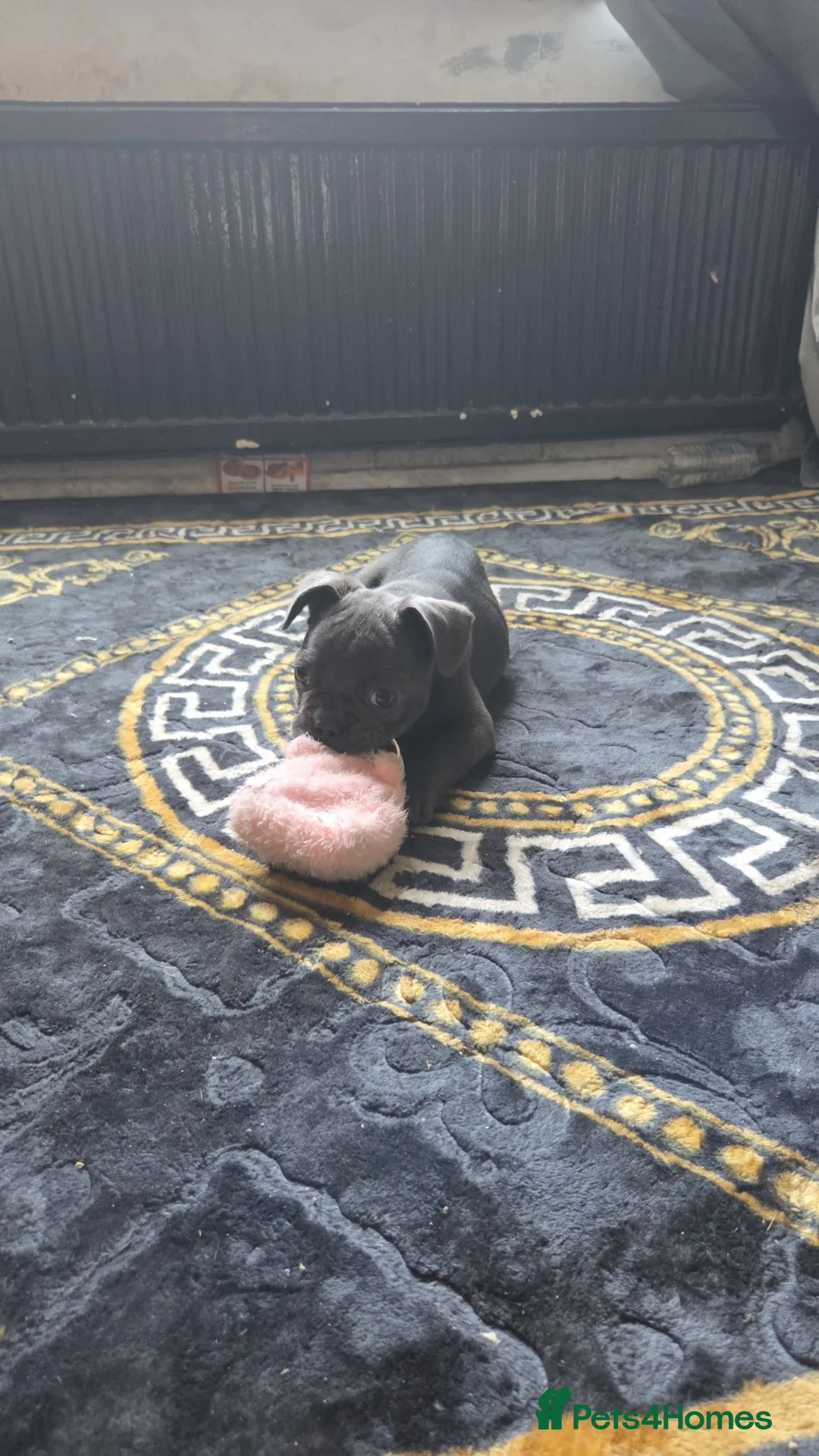 French Bulldog dogs for sale: French bulldog females  in Rotherham - Advert 8