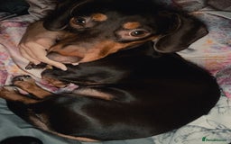 Miniature Dachshund dogs for sale: Chocolate/tan miniature dachshund  - Image 3