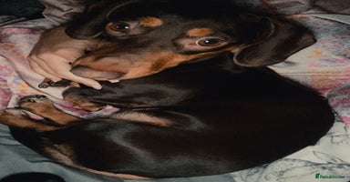 Miniature Dachshund dogs - Advert 3