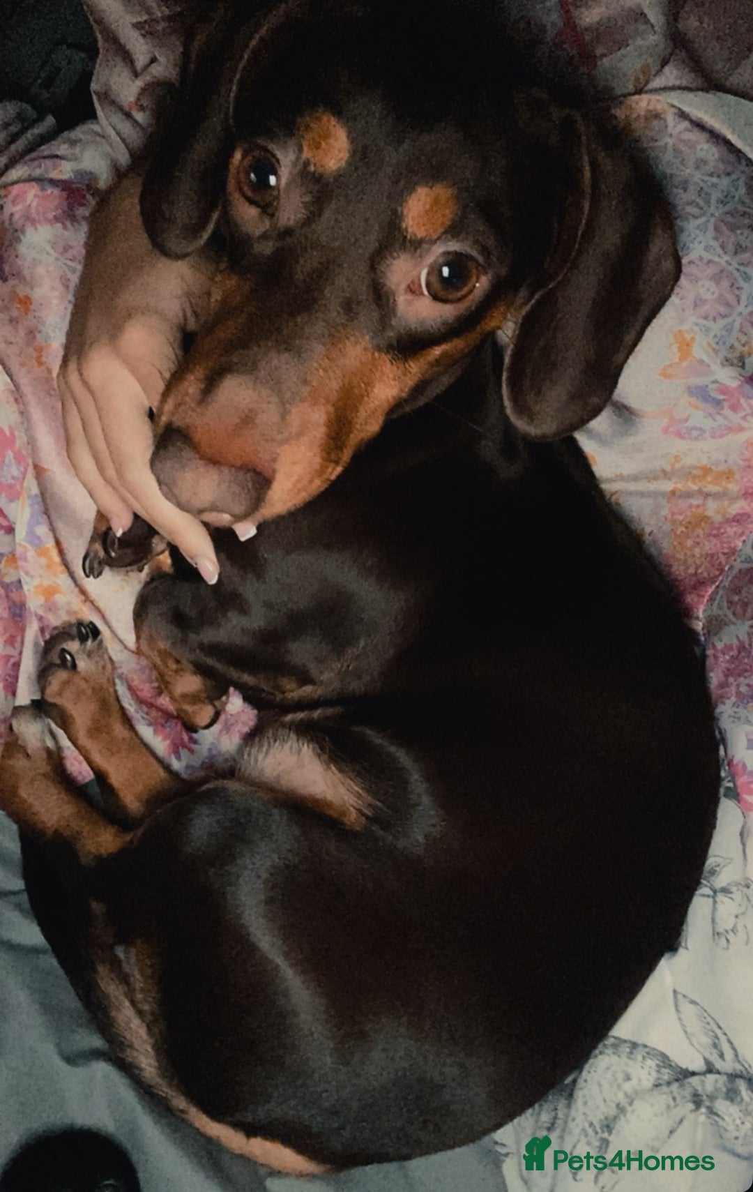 Miniature Dachshund dogs for sale: Chocolate/tan miniature dachshund  - Image 3