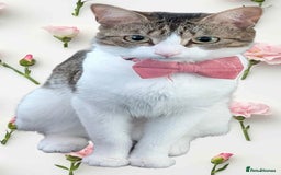 Mixed Breed cats for sale: Tinkerbell is Ready Free to good home! - Image 4
