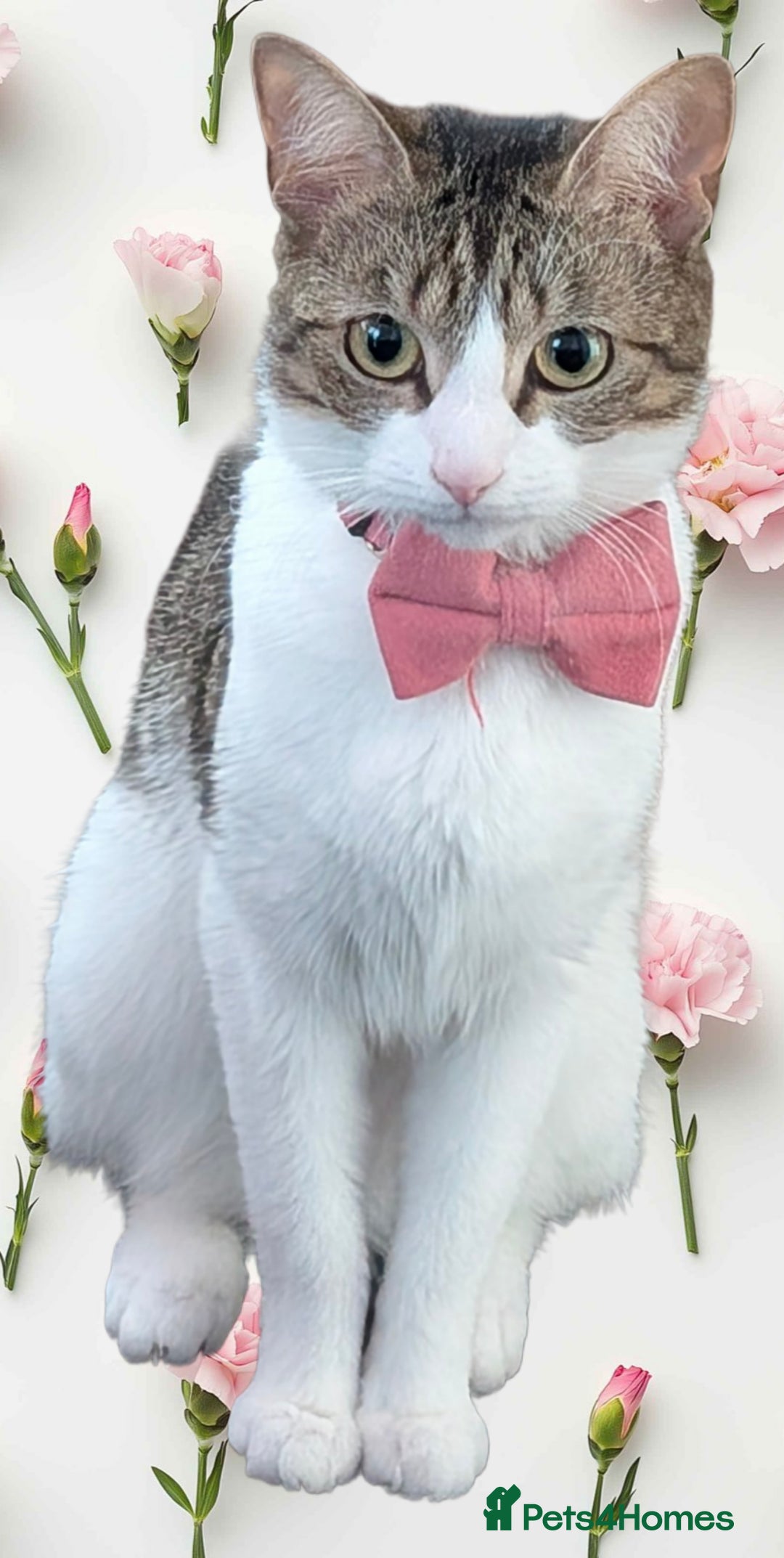 Mixed Breed cats for sale: Tinkerbell is Ready Free to good home! - Image 4