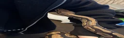 Python Snake reptiles for sale: 11 snakes for sale, 2 corns and 9 royal pythons  - Advert 3