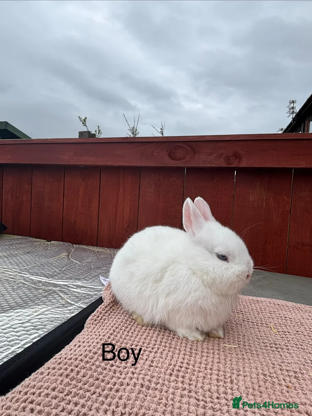 Netherland Dwarf rabbits for sale: Stunning blue eyed white Netherland dwarfs - Advert 1