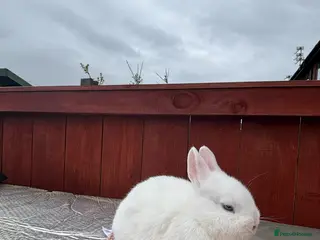 Netherland Dwarf rabbits Stunning blue eyed white Netherland dwarfs - Advert 1