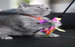 British Shorthair cats for sale: ✨️Outstanding GCCF Grand Chmp Line BSH ❤️ - Image 13