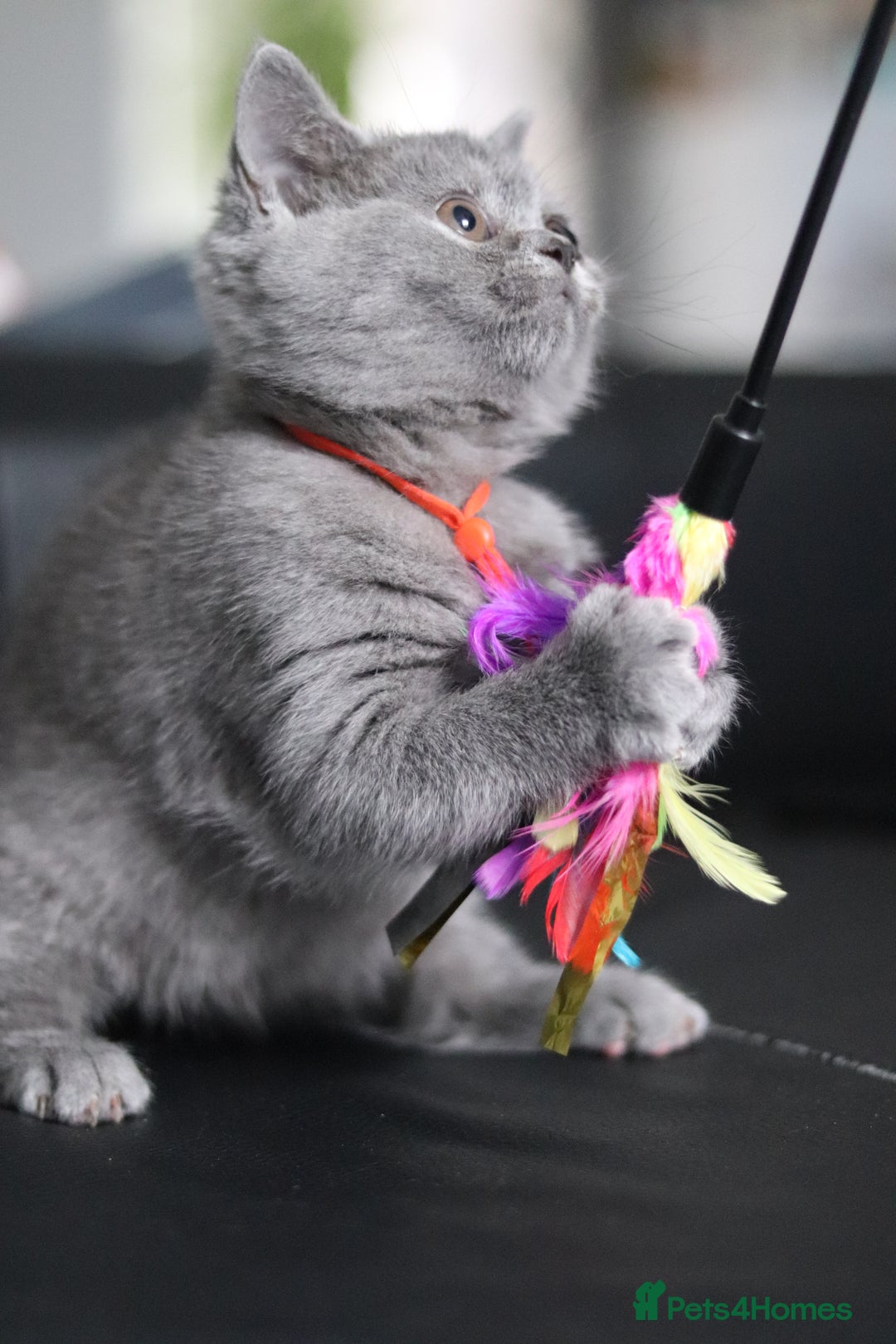 British Shorthair cats for sale: ✨️Outstanding GCCF Grand Chmp Line BSH ❤️ - Image 13