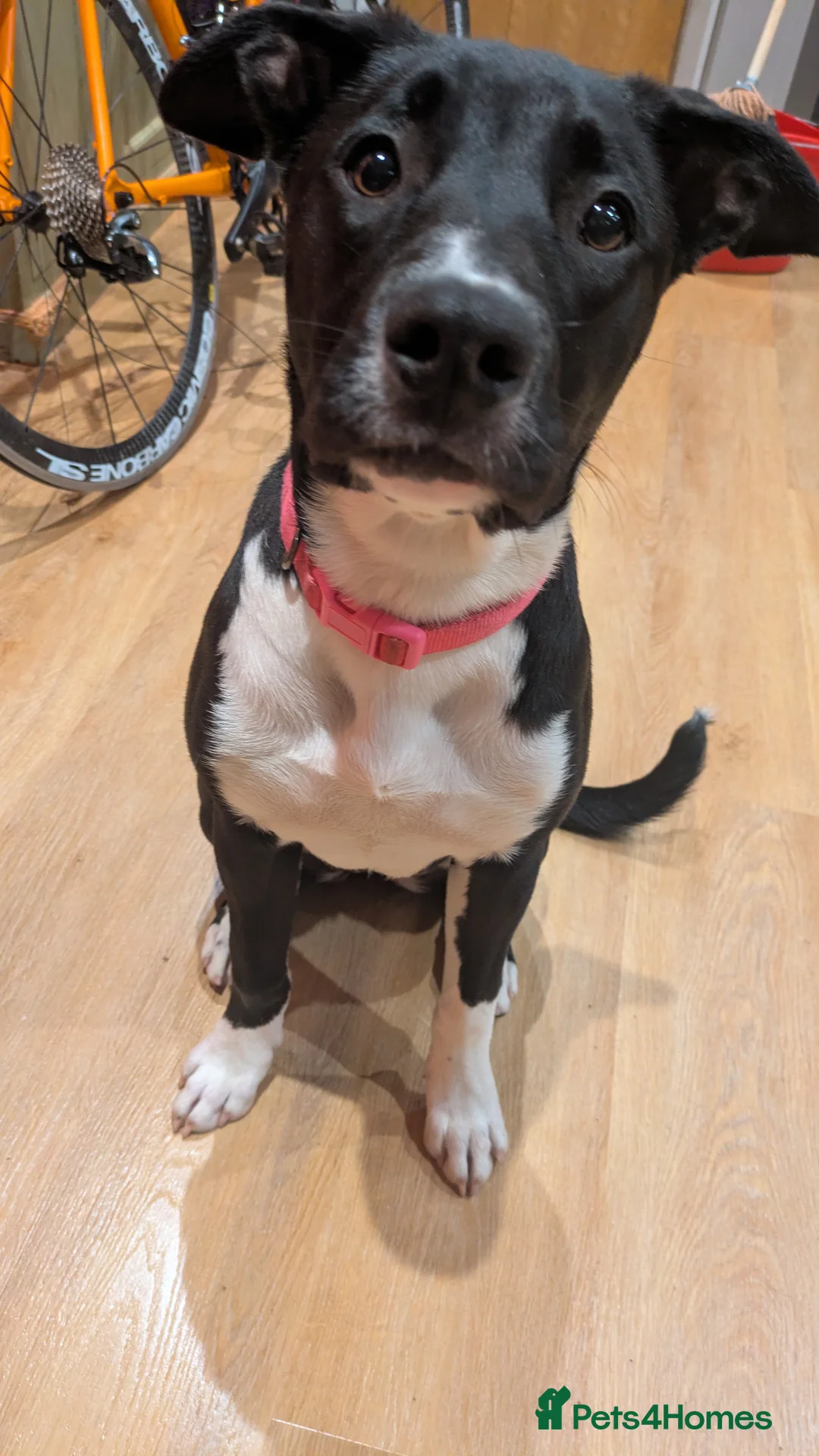 Mixed Breed dogs for sale: Beautiful Lola - Advert 1