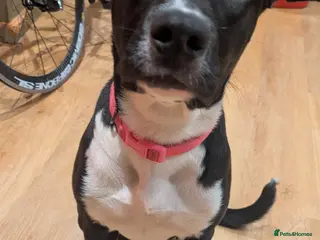 Mixed Breed dogs Beautiful Lola - Advert 5