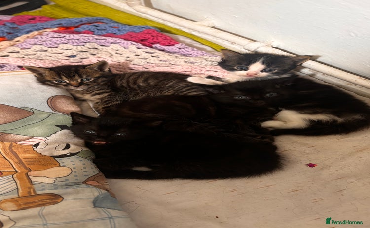 Mixed Breed cats - Advert 9