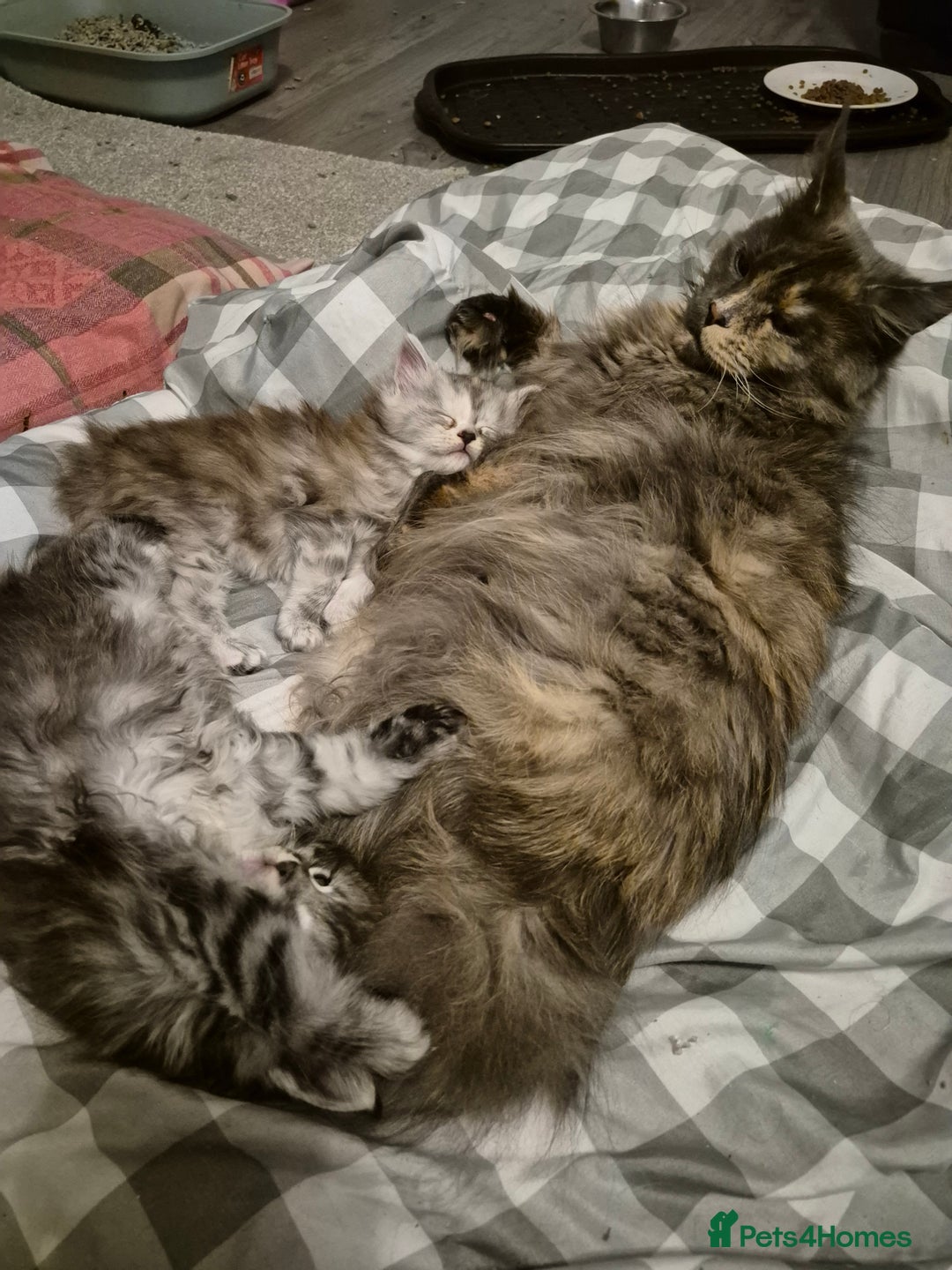 Maine Coon cats for sale: Beautiful big boy available  - Advert 5