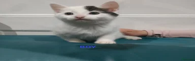 Mixed Breed Kitten 2