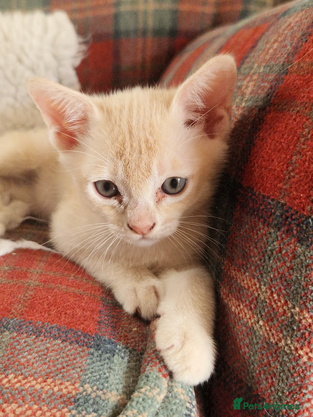 Burmese cats for sale: 2 Stunning Asian Kittens Available – Home reared - Advert 9