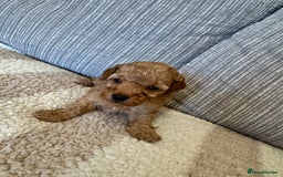 Schnoodle dogs for sale: Miniature Poodle X Schnoodle pups for sale - Image 6