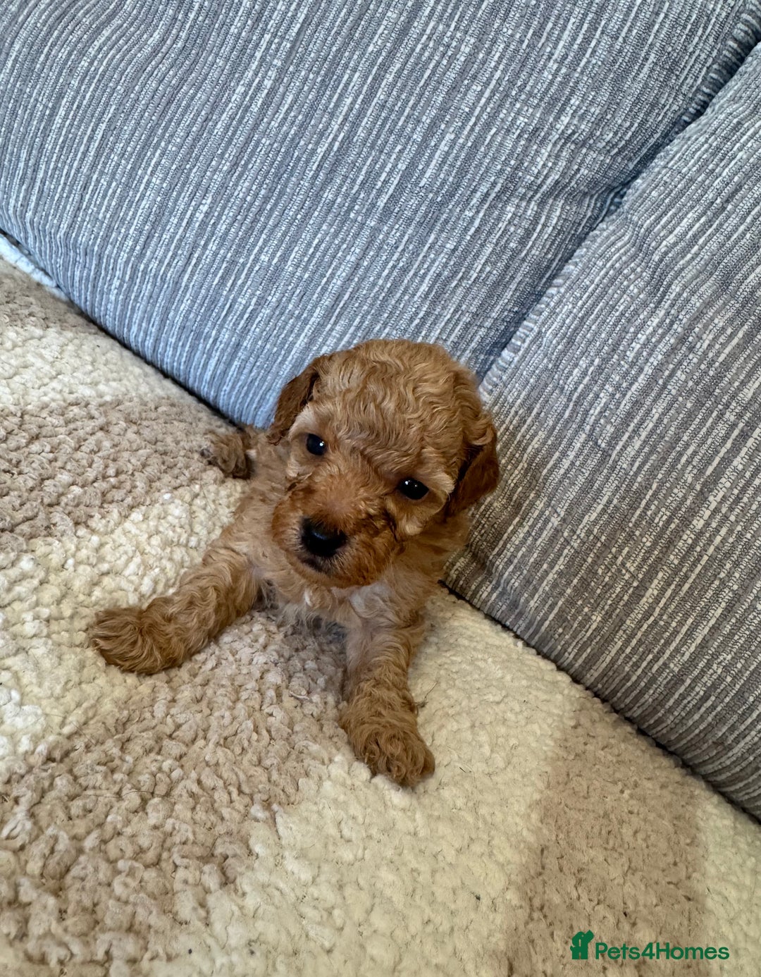 Schnoodle dogs for sale: Miniature Poodle X Schnoodle pups for sale - Image 6