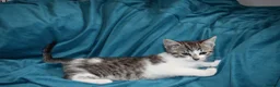 Mixed Breed cats for sale: 6 Gorgeous kittens for sale - Advert 17