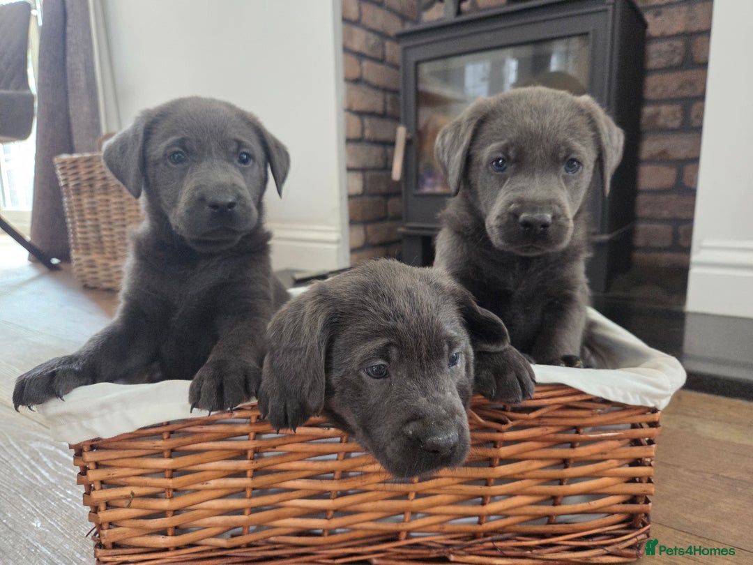 Labrador Retriever dogs for sale: 🩶 beautiful silver/Charcoal KC reg puppies 🩶 - Image 24