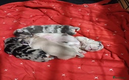 Mixed Breed dogs for sale: French bulldog dog cross puppies - Image 2