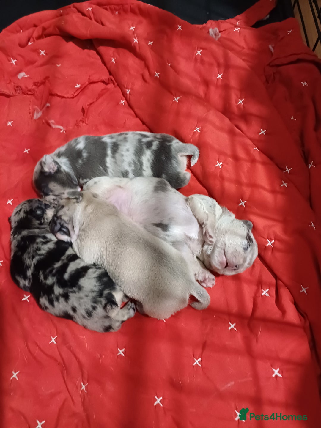 Mixed Breed dogs for sale: French bulldog dog cross puppies - Image 2