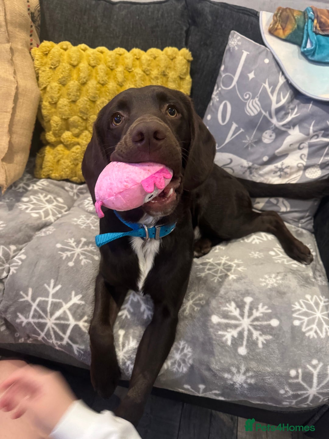 Springador dogs for sale: Springador Choco (male) looking for new home  - Advert 8