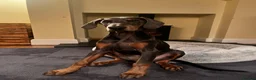 Dobermann dogs for sale: 9 month old female blue Doberman  - Advert 19