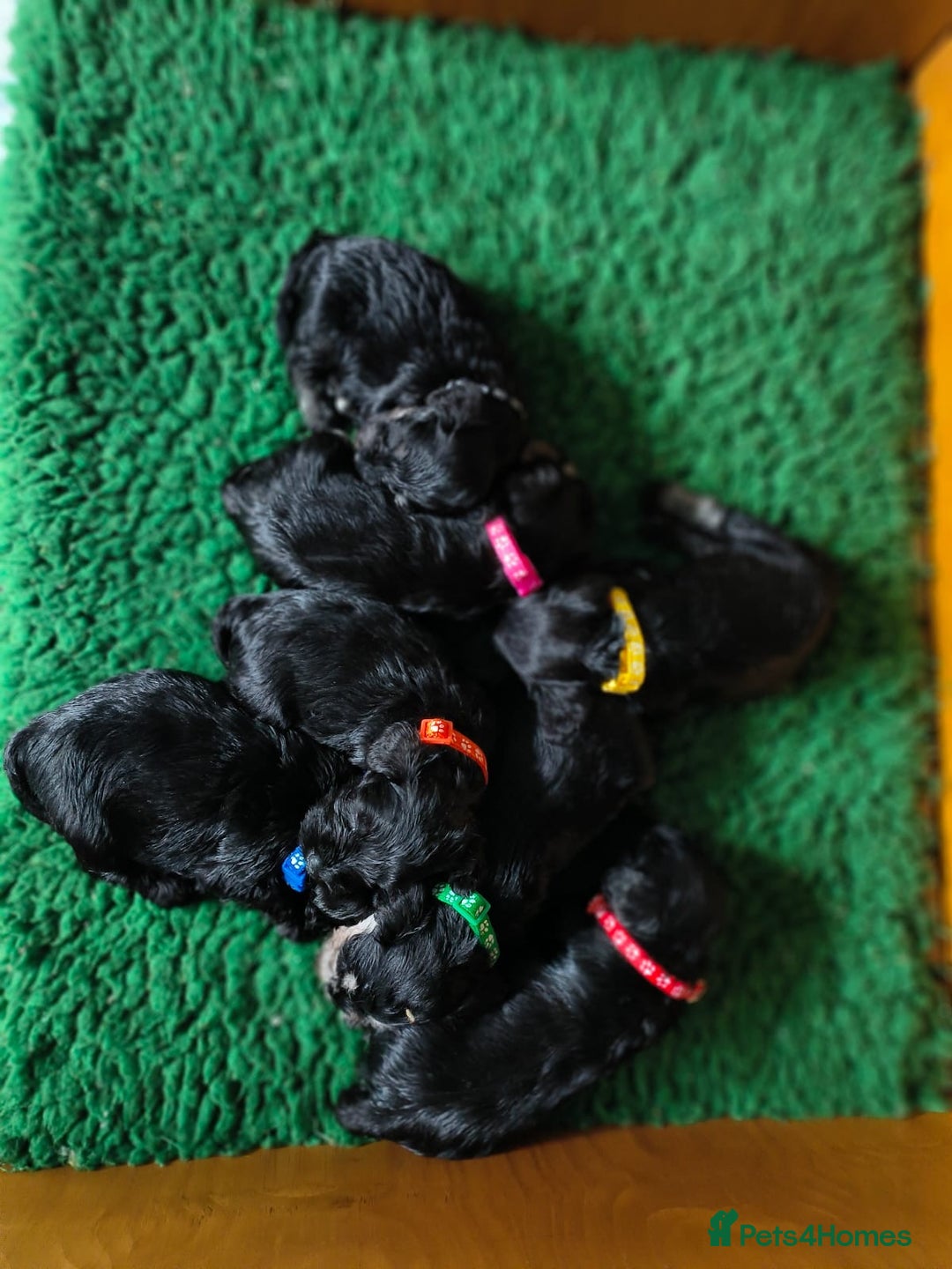 Miniature Schnauzer dogs for sale: KC reg health tested miniature schnauzer puppies  - Image 8