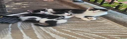 Mixed Breed cats for sale: Kittens  - Advert 2