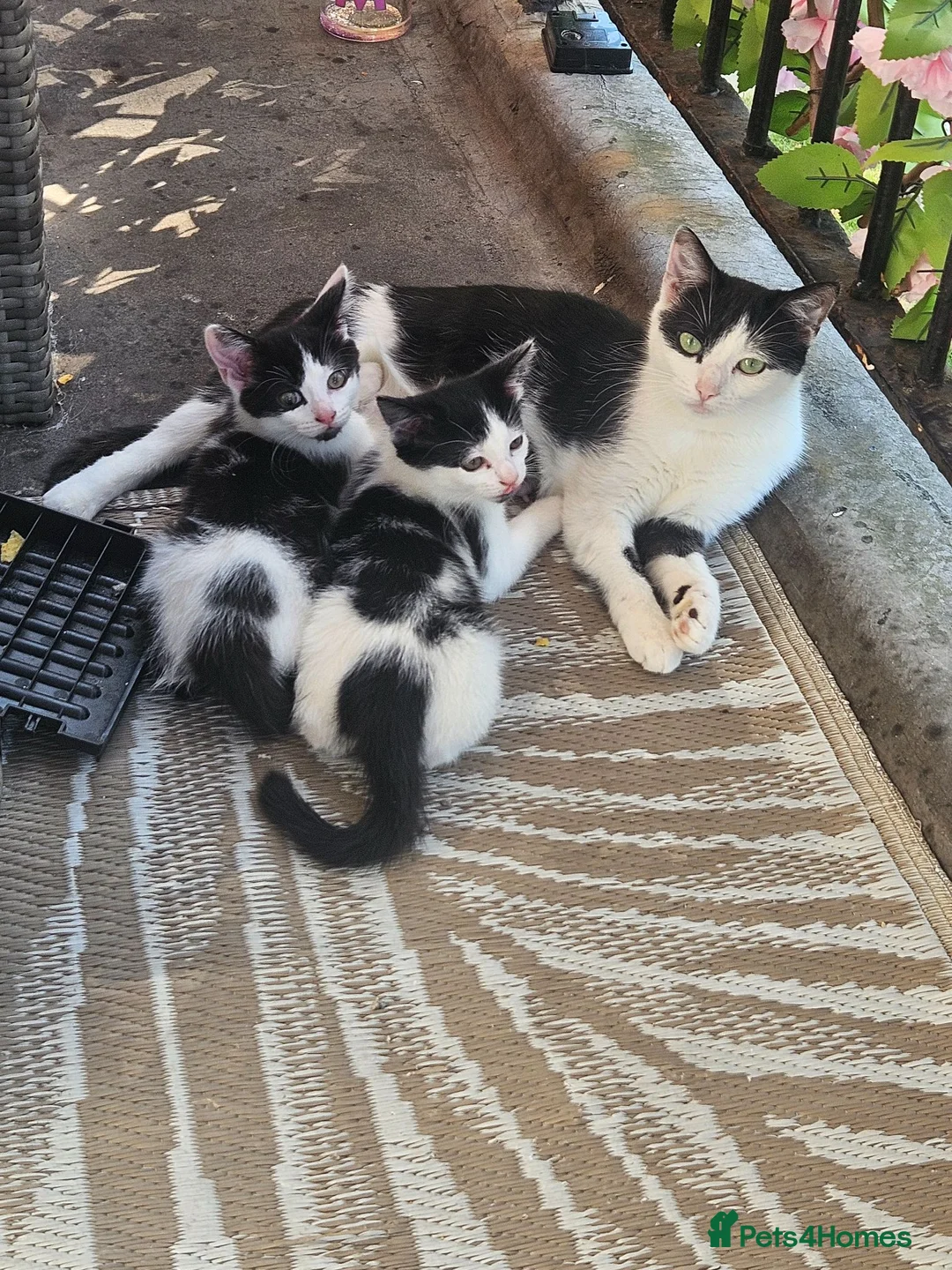 Mixed Breed cats for sale: Kittens  - Advert 2