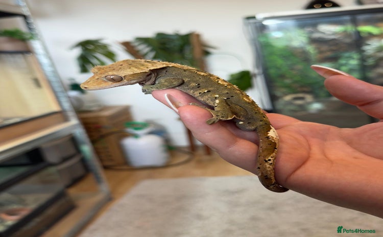 Gecko reptiles - Advert 1