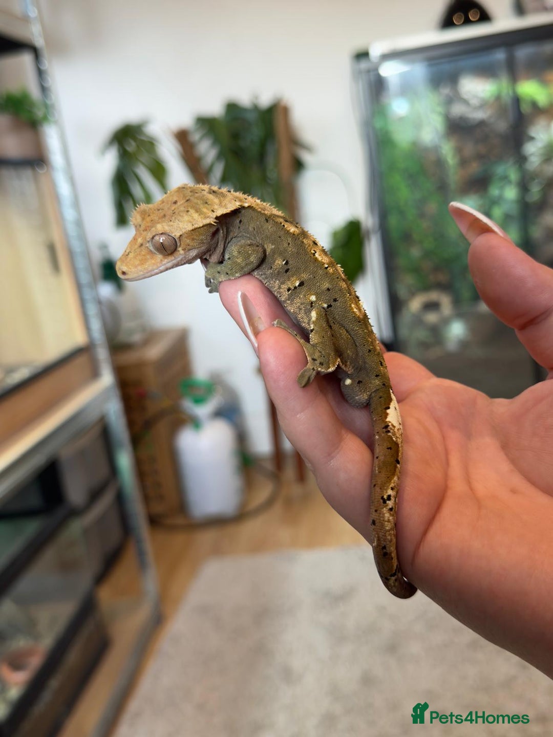 Gecko reptiles for sale: Male crested gecko - Image 1