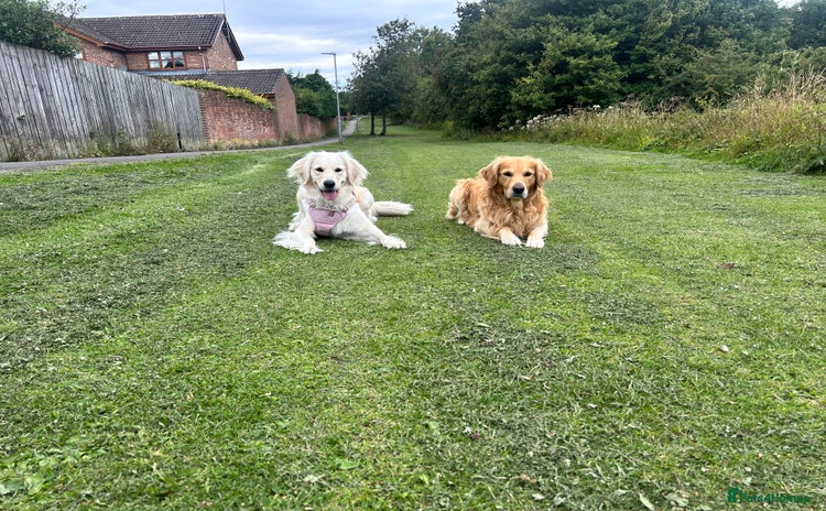 Golden Retriever dogs - Advert 3