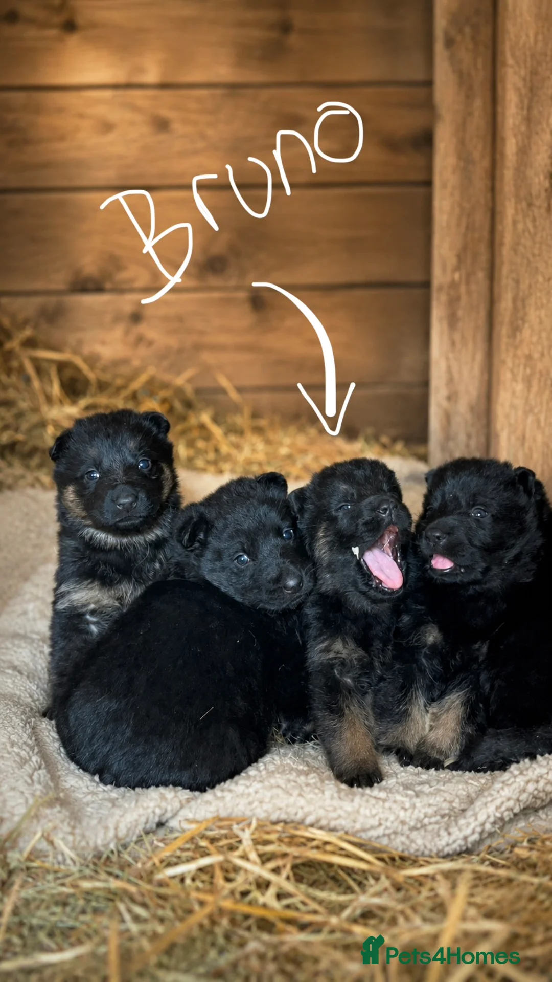 German Shepherd dogs for sale: Bruno German Shepherd  - Advert 2