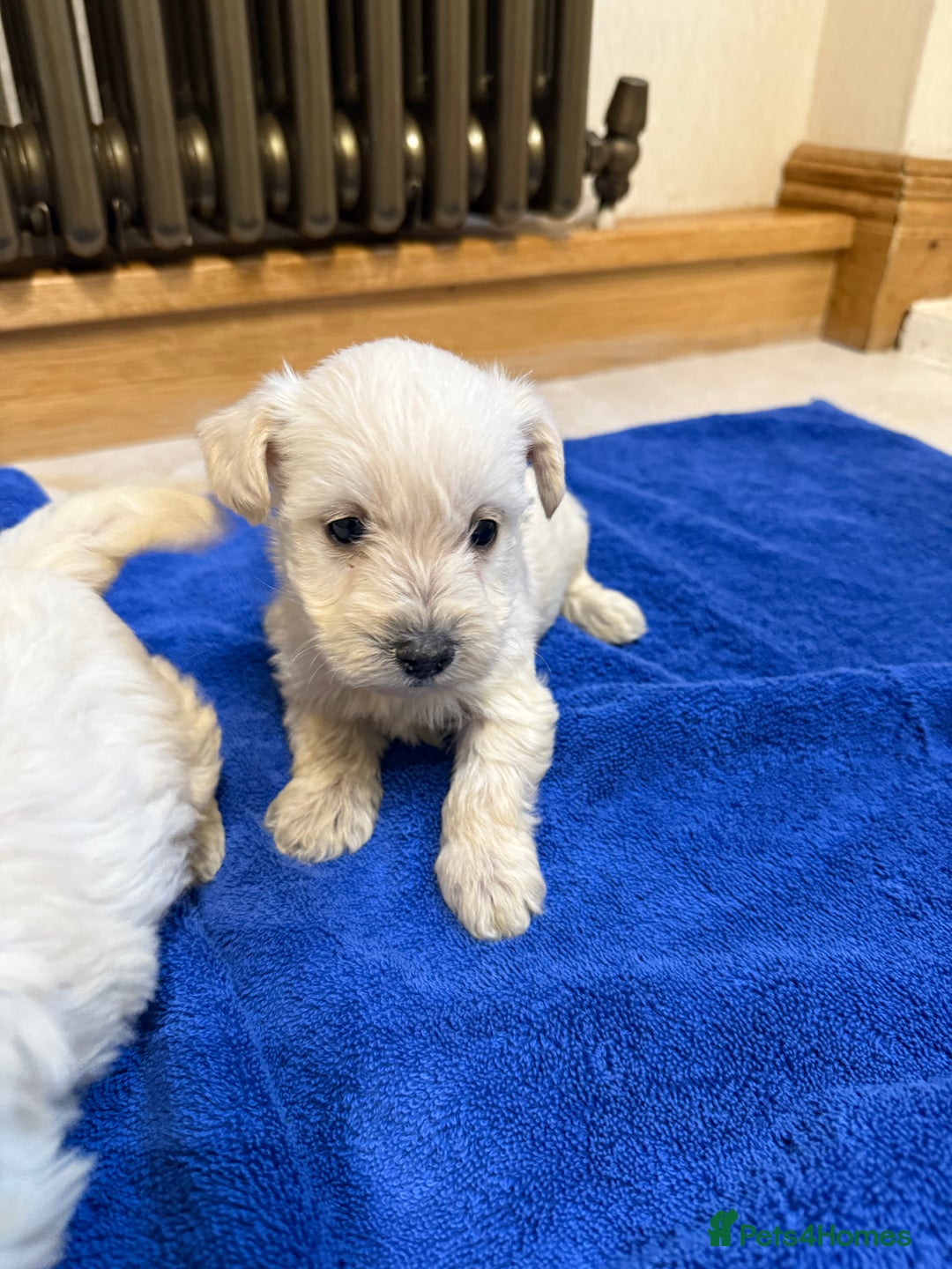 Mixed Breed dogs for sale: DNA Health tested Westiepoos  - Advert 3