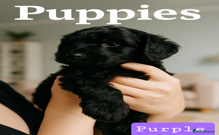 Labradoodle dogs ⭐✨ Mini Labradoodles  - F1b Parents 🐾✨  - Advert 7