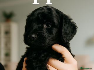 Labradoodle dogs ⭐✨ Mini Labradoodles - F1b Parents 🐾✨ - Advert 7