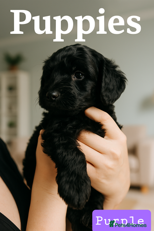 Labradoodle dogs ⭐✨ Mini Labradoodles - F1b Parents 🐾✨ - Advert 7