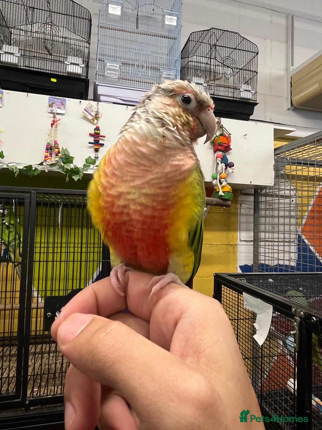 Conures birds for sale: Stunning super tame conures available - Image 1
