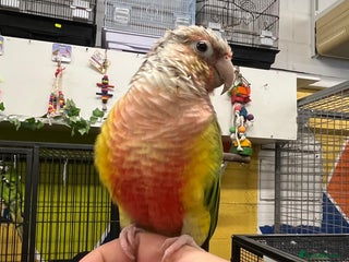 Conures birds for sale - Advert 4