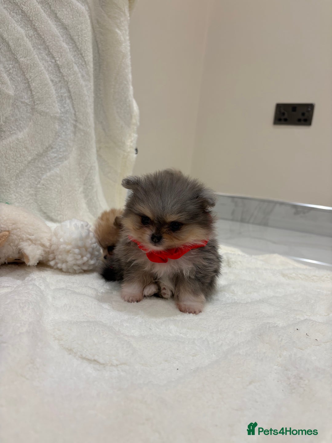 Pomeranian dogs for sale: RARE MINI MERLE FLUFFY POMERANIANS  - Advert 15
