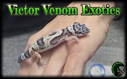 Leopard Gecko reptiles for sale: I Have 4 gorgeous Leopard Geckos available  - Image 1