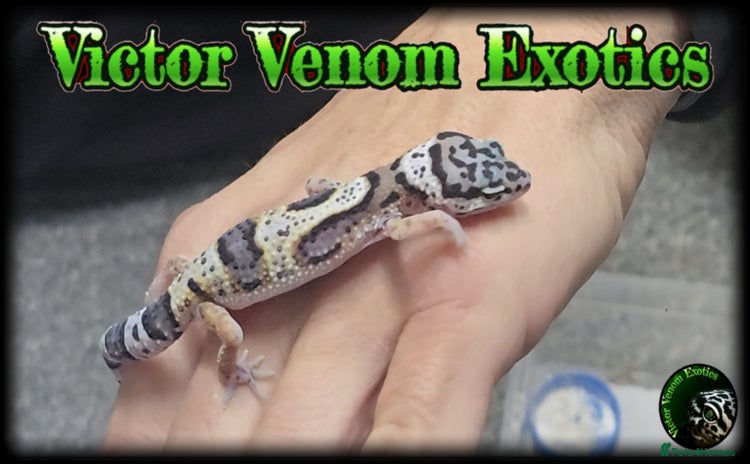 Leopard Gecko reptiles - Advert 12
