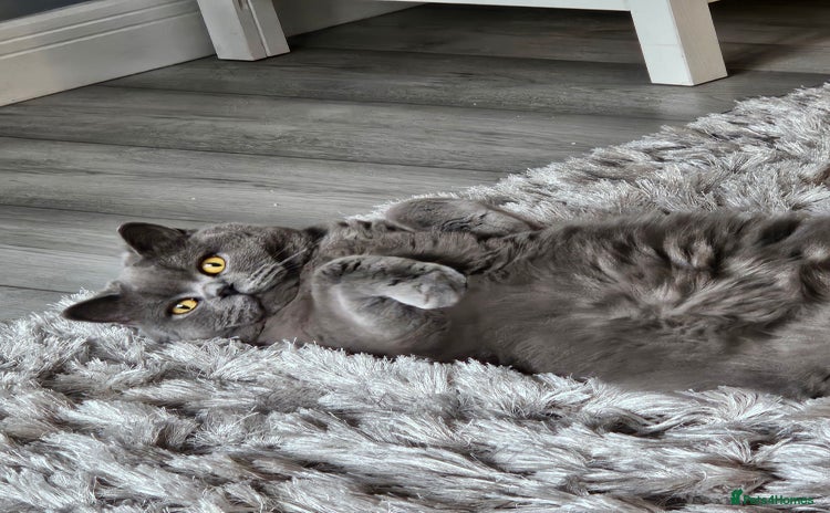 British Shorthair cats - Advert 10