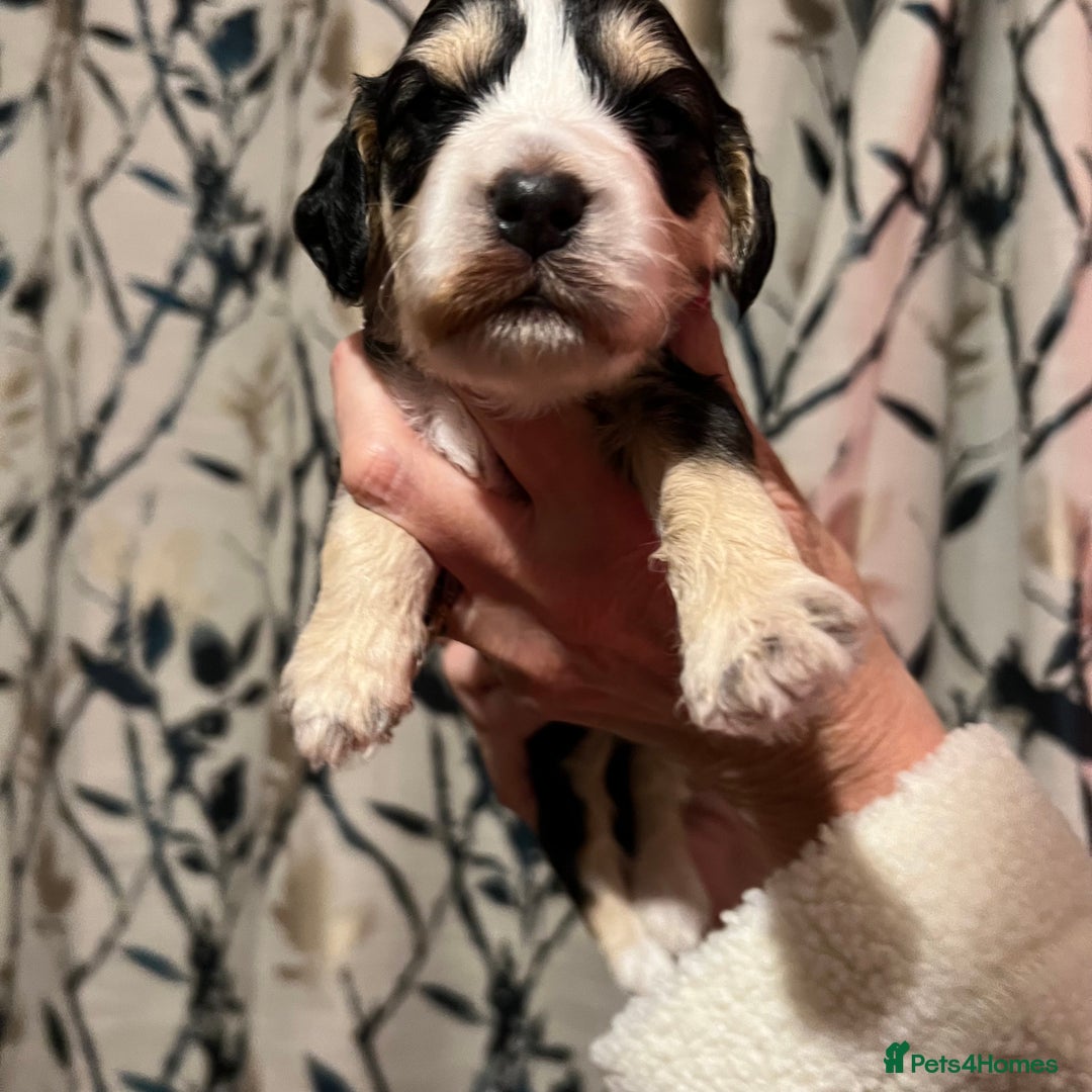 Cockapoo dogs for sale: F1b Cockerpoo puppies. - Image 24