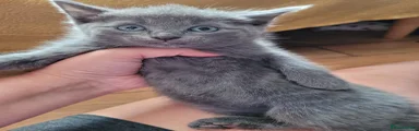 Kitten 2