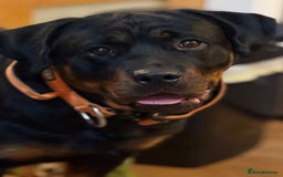 Rottweiler dogs for sale: Rottweiler puppies looking for a forever home - Image 14