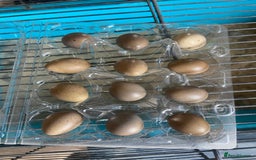 Quail poultry for sale: Chinese painted quail and Japanese quail  - Image 7