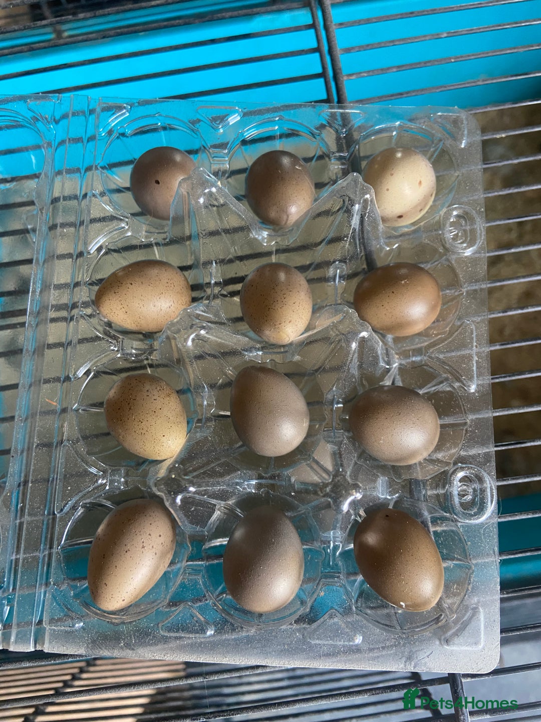 Quail poultry for sale: Chinese painted quail and Japanese quail  - Image 7