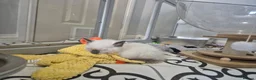 Snowshoe cats for sale: Rare Snowshoe Kittens  - Advert 13